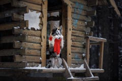 Собака в красном шарфе на деревянном доме зима Коллиы граници Любимец на прогулке стоковые фотографии rf Собака в красном шарфе на деревянном доме зима Коллиы граници Любимец на прогулке стоковые фотографии rf