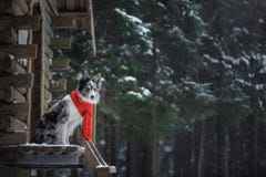 Собака в красном шарфе на деревянном доме зима Коллиы граници Любимец на прогулке стоковое фото rf Собака в красном шарфе на деревянном доме зима Коллиы граници Любимец на прогулке стоковое фото rf