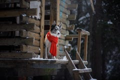 Собака в красном шарфе на деревянном доме зима Коллиы граници Любимец на прогулке стоковое изображение rf Собака в красном шарфе на деревянном доме зима Коллиы граници Любимец на прогулке стоковое изображение rf