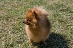 Собака желта, без сокращений Немецкий пигмей pomeranian стоковая фотография rf Собака желта, без сокращений Немецкий пигмей pomeranian стоковая фотография rf