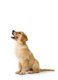Собака золотого Retriever лаяя пока сидящ на поле, изоляте стоковое изображение rf Собака золотого Retriever лаяя пока сидящ на поле, изоляте стоковое изображение rf