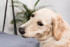 Собака золотого retriever смотря камеру пока лежащ на кровати Стоковые Фотографии RF Собака золотого retriever смотря камеру пока лежащ на кровати Стоковые Фотографии RF
