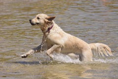 Собака золотого Retriever бежать в море стоковые фото Собака золотого Retriever бежать в море стоковые фото
