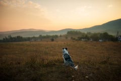 Собака Коллиы границы сидит в поле и взглядах на заходе солнца стоковые изображения rf Собака Коллиы границы сидит в поле и взглядах на заходе солнца стоковые изображения rf