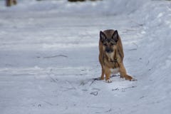 Собака на прогулке в парке зимы стоковое изображение Собака на прогулке в парке зимы стоковое изображение