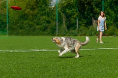 Собака породы Коллиы границы для прогулки на день лета солнечный стоковые изображения rf Собака породы Коллиы границы для прогулки на день лета солнечный стоковые изображения rf