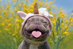 Собака французского бульдога сирени brindle покрашенная со смешной розовой шляпой единорога, закрытыми глазами и языком вставляя стоковая фотография Собака французского бульдога сирени brindle покрашенная со смешной розовой шляпой единорога, закрытыми глазами и языком вставляя стоковая фотография
