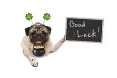 Собака щенка мопса талисмана, с клевером shamrock, золотым ботинком монеток, черепашки дамы и лошади для удачи и успеха стоковая фотография rf Собака щенка мопса талисмана, с клевером shamrock, золотым ботинком монеток, черепашки дамы и лошади для удачи и успеха стоковая фотография rf