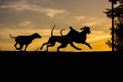 3 собаки Weimaraner сыграть и побежать в предпосылке природы желтой на силуэтах захода солнца стоковые фотографии rf 3 собаки Weimaraner сыграть и побежать в предпосылке природы желтой на силуэтах захода солнца стоковые фотографии rf