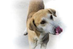 Собаки голодны на белой предпосылке стоковые изображения rf Собаки голодны на белой предпосылке стоковые изображения rf