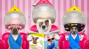 Собаки на парикмахерах или groomer Стоковые Изображения Собаки на парикмахерах или groomer Стоковые Изображения