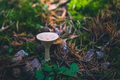 Собираясь толпой гриб воронки или монаха главный на траве стоковая фотография rf Собираясь толпой гриб воронки или монаха главный на траве стоковая фотография rf