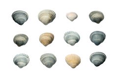 Собрание Seashells изолированных на белой предпосылке стоковые фотографии rf Собрание Seashells изолированных на белой предпосылке стоковые фотографии rf