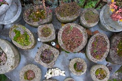 Собрание различных вечнозеленых заводов и succulents в саде на таблице мозаики в домодельных конкретных контейнерах стоковые изображения rf Собрание различных вечнозеленых заводов и succulents в саде на таблице мозаики в домодельных конкретных контейнерах стоковые изображения rf