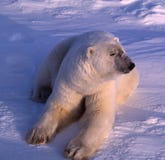 солнечний свет ледовитого медведя низкий приполюсный стоковые фото солнечний свет ледовитого медведя низкий приполюсный стоковые фото