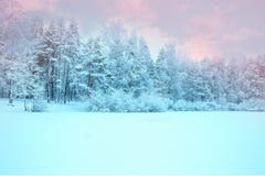 Солнечный свет в взгляде леса зимы панорамном Сказка зимы панорамы стоковая фотография Солнечный свет в взгляде леса зимы панорамном Сказка зимы панорамы стоковая фотография