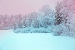 Солнечный свет в взгляде леса зимы панорамном Сказка зимы панорамы стоковые изображения rf Солнечный свет в взгляде леса зимы панорамном Сказка зимы панорамы стоковые изображения rf