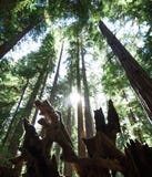 Солнце светит между массивнейшими redwoods в древесинах Монтгомери стоковое фото Солнце светит между массивнейшими redwoods в древесинах Монтгомери стоковое фото