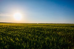 Солнце светя над зеленым полем зерна ландшафт сельский стоковая фотография Солнце светя над зеленым полем зерна ландшафт сельский стоковая фотография