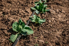 Солнце фермы поля капусты Vegetable весной Деталь листьев стоковое изображение Солнце фермы поля капусты Vegetable весной Деталь листьев стоковое изображение