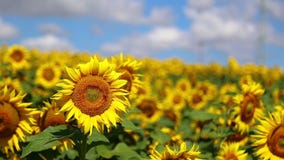 Солнцецвет в лете Солнцецвет в лете