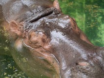 Сон гиппопотама стоковая фотография Сон гиппопотама стоковая фотография