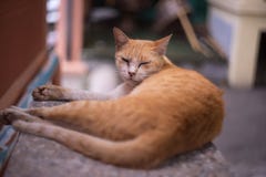 Сонный кот коричневого цвета стороны стоковое изображение rf Сонный кот коричневого цвета стороны стоковое изображение rf