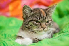 Сонный кот на зеленом одеяле стоковое изображение Сонный кот на зеленом одеяле стоковое изображение
