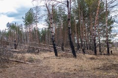 Сосновый лес после огня, бедствие, огонь сгорел деревья стоковые фотографии rf Сосновый лес после огня, бедствие, огонь сгорел деревья стоковые фотографии rf