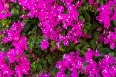 Сочный зацветать завода Bougenvillea взбираясь на стене дома в южной стране стоковые изображения Сочный зацветать завода Bougenvillea взбираясь на стене дома в южной стране стоковые изображения
