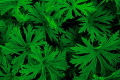 Сочный зеленый папоротник стоковые изображения Сочный зеленый папоротник стоковые изображения