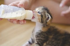 Спасенная крошечная рука кота младенца кормить с молоком от нянча бутылки стоковое фото rf Спасенная крошечная рука кота младенца кормить с молоком от нянча бутылки стоковое фото rf