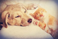 Спать котенка и щенка Стоковые Изображения Спать котенка и щенка Стоковые Изображения