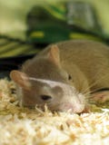 спать любимчика gerbil спать любимчика gerbil