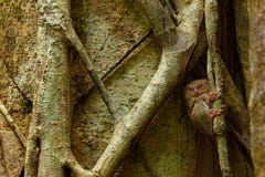 Спектральное Tarsier, спектр Tarsius, портрет редкого ночного животного, в среду обитания природы, большое дерево фикуса, соотече стоковое фото Спектральное Tarsier, спектр Tarsius, портрет редкого ночного животного, в среду обитания природы, большое дерево фикуса, соотече стоковое фото