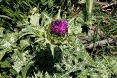 Среднеземноморской thistle молока, Variegated thistle, marianum Silybum Стоковая Фотография Среднеземноморской thistle молока, Variegated thistle, marianum Silybum Стоковая Фотография