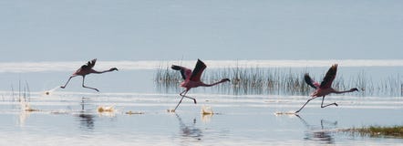 Стадо фламинго принимая Кения вышесказанного Национальный парк Nakuru Национальный заповедник Bogoria озера стоковое фото rf Стадо фламинго принимая Кения вышесказанного Национальный парк Nakuru Национальный заповедник Bogoria озера стоковое фото rf