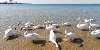 Стадо белой морской воды к лебедей на солнечный день стоковая фотография Стадо белой морской воды к лебедей на солнечный день стоковая фотография