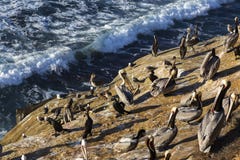 Стадо морских птиц стоя на скале в запасе Сан-Диего Калифорнии La Jolla морском стоковые фото Стадо морских птиц стоя на скале в запасе Сан-Диего Калифорнии La Jolla морском стоковые фото