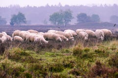 Стадо овец вереска Veluwe на heide Ermelosche стоковые изображения rf Стадо овец вереска Veluwe на heide Ermelosche стоковые изображения rf