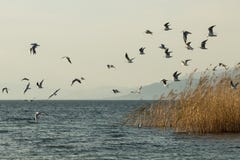 Стадо троек ` s Forster над озером Iznik стоковые изображения Стадо троек ` s Forster над озером Iznik стоковые изображения