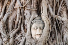 Старая голова Будды в Ayutthaya в Бангкоке в Таиланде стоковая фотография rf Старая голова Будды в Ayutthaya в Бангкоке в Таиланде стоковая фотография rf