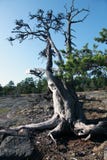 Старое сухое дерево на горе Geta на островах Aland стоковое изображение rf Старое сухое дерево на горе Geta на островах Aland стоковое изображение rf