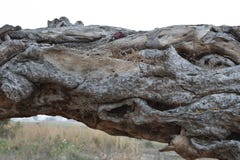 Старое сухое дерево упаденное в землю стоковое фото Старое сухое дерево упаденное в землю стоковое фото