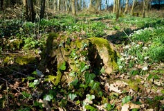 Старый пень дерева перерастанный с мхом и плющом окруженными с snowdrops стоковые изображения Старый пень дерева перерастанный с мхом и плющом окруженными с snowdrops стоковые изображения