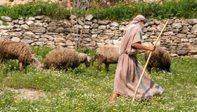 стая shepherd стая shepherd