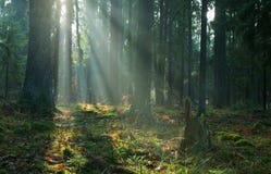 стойка coniferous пущи bialowieza туманная стоковая фотография стойка coniferous пущи bialowieza туманная стоковая фотография
