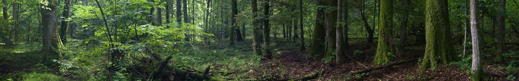 Стойка летнего времени старая богатая леса Bialowieza стоковая фотография rf Стойка летнего времени старая богатая леса Bialowieza стоковая фотография rf