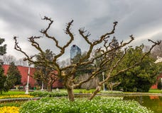 Странное gnarled дерево в саде перед дворцом Dolmabahce в Стамбуле, Турции стоковое изображение rf Странное gnarled дерево в саде перед дворцом Dolmabahce в Стамбуле, Турции стоковое изображение rf