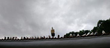 Строка голубей стоя на стрехах стоковая фотография rf Строка голубей стоя на стрехах стоковая фотография rf
